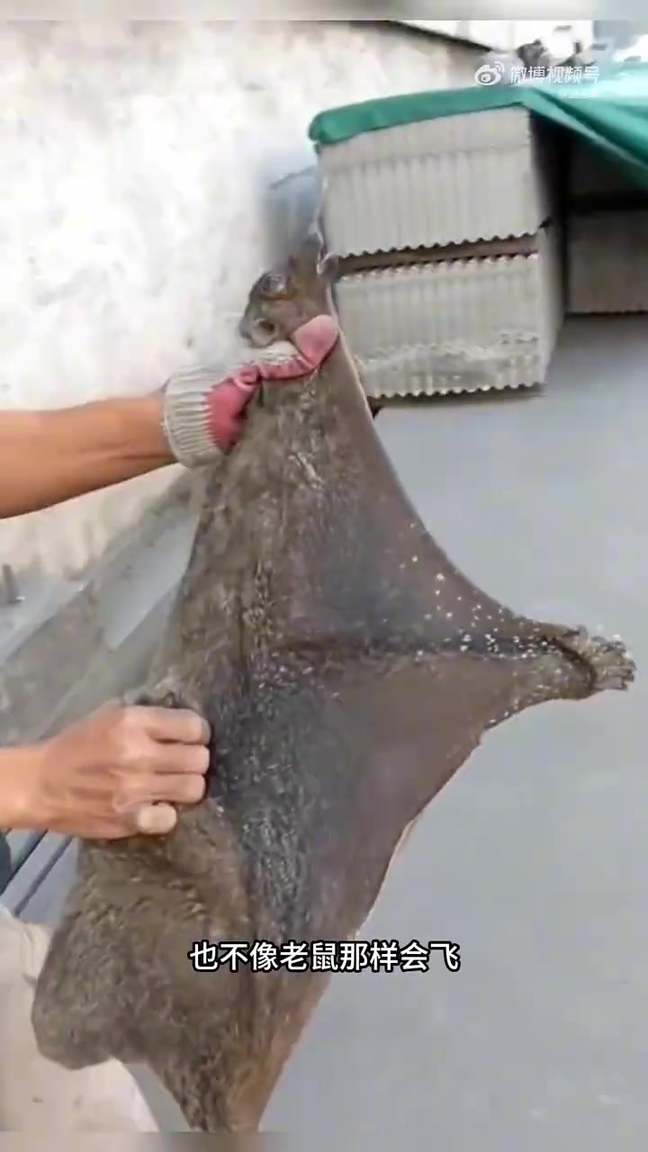 这是什么生物蜥蜴啊！