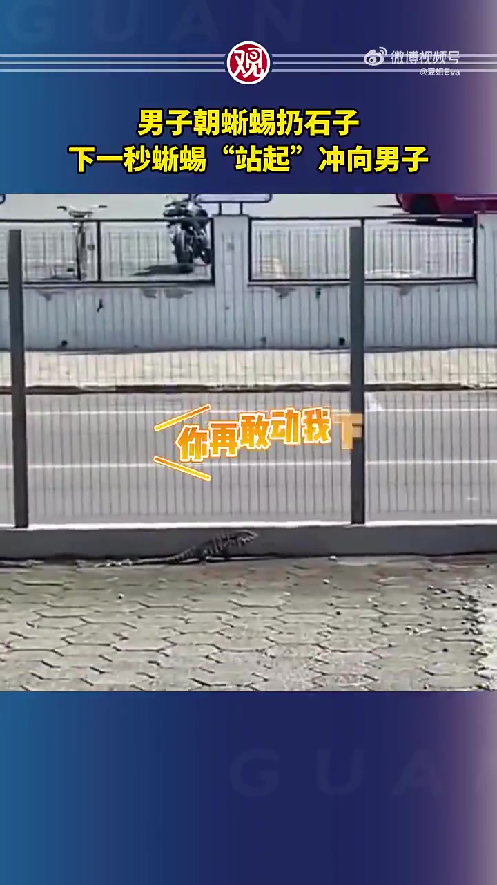 男子朝蜥蜴扔石子，下一秒蜥蜴“站起”冲向男子！！！