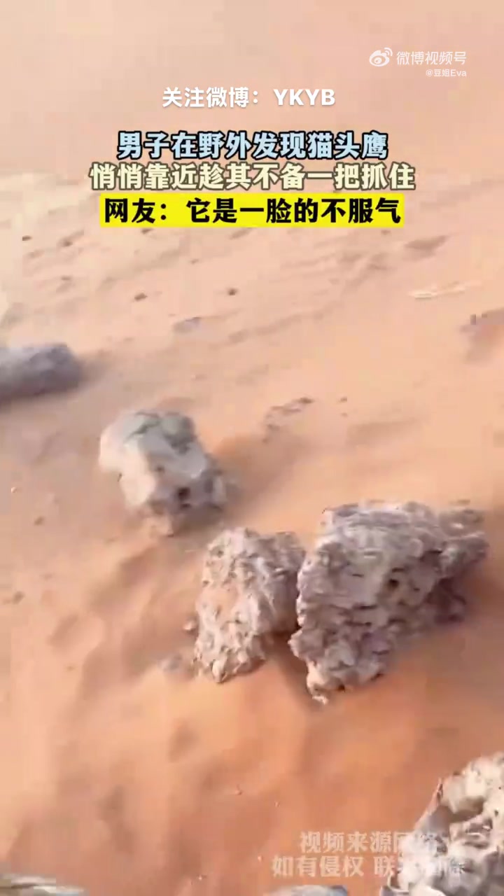 男子在野外发现猫头鹰，悄悄靠近趁其不备一把抓住