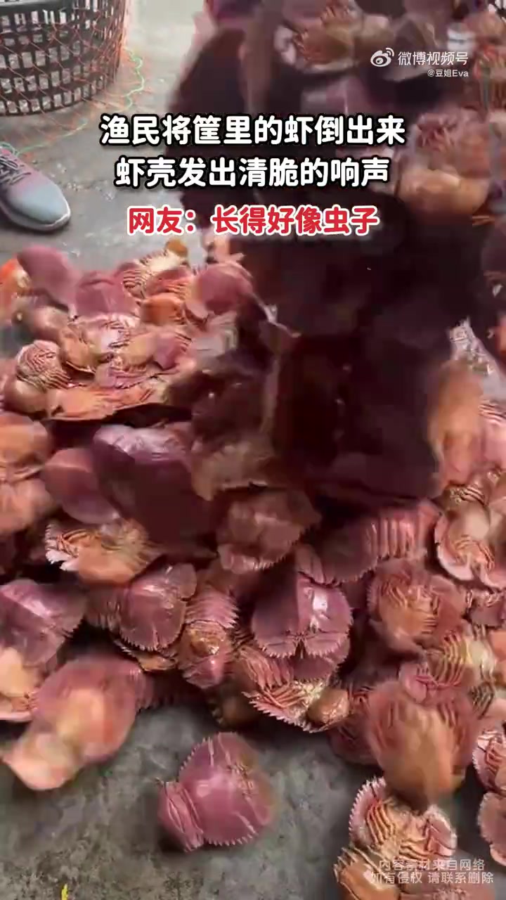 这是异形这虾长的和虫子一样，有懂哥知道这是啥吗