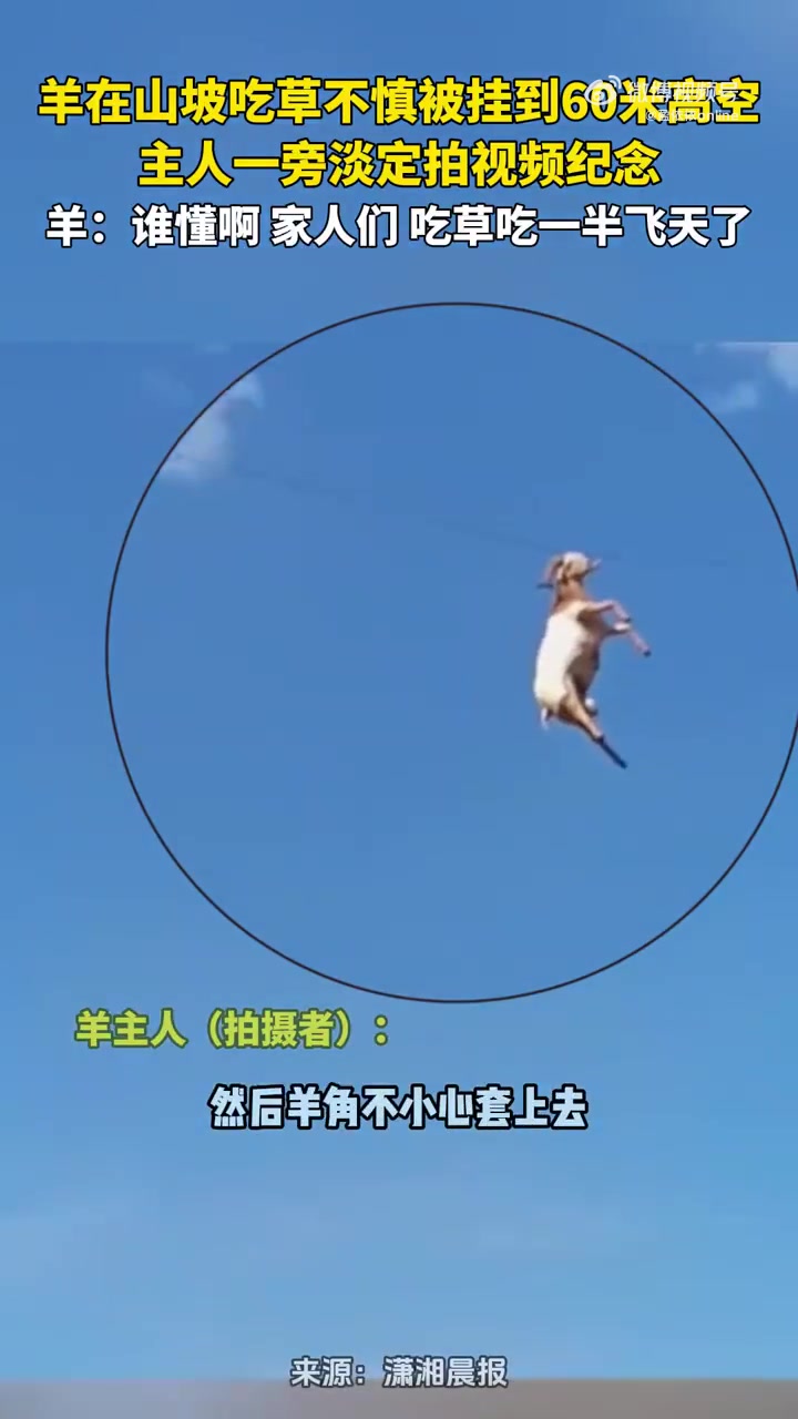 悬挂60米高空！这下真是吃草吃到飞天了！