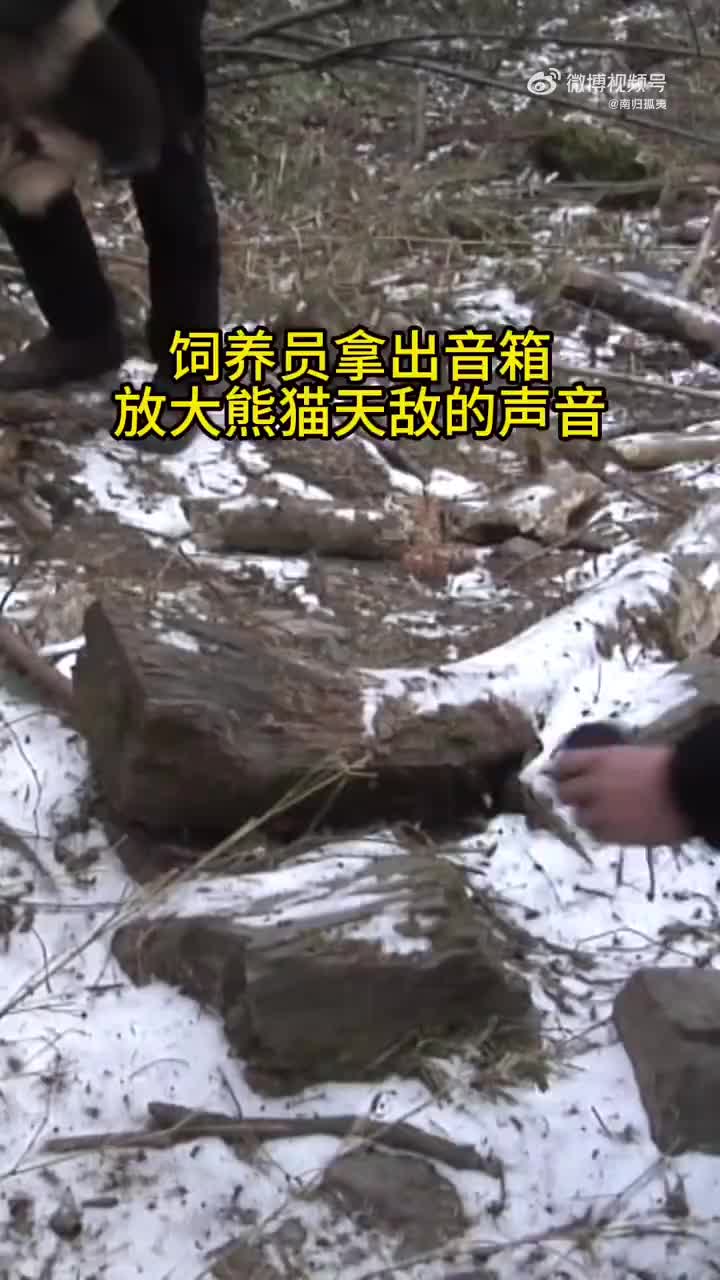国宝：什么鬼叫，这是雪豹