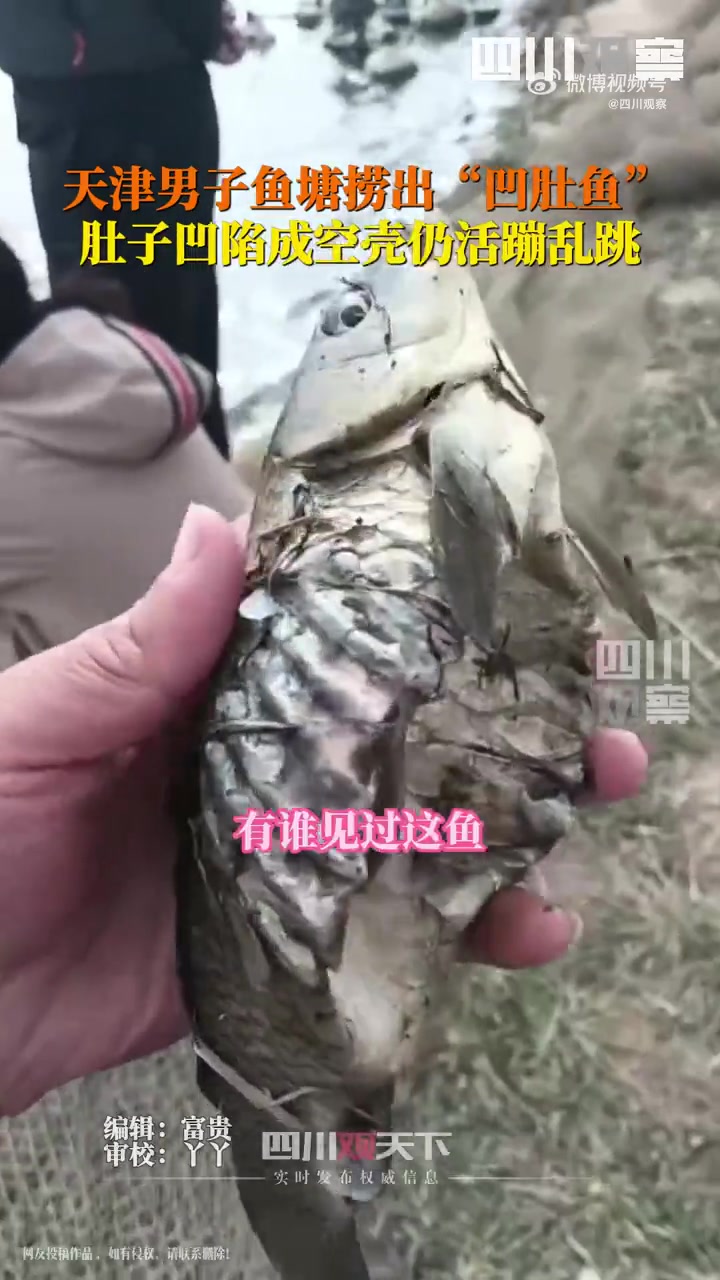 鱼坚强男子池塘捞出凹肚鱼！