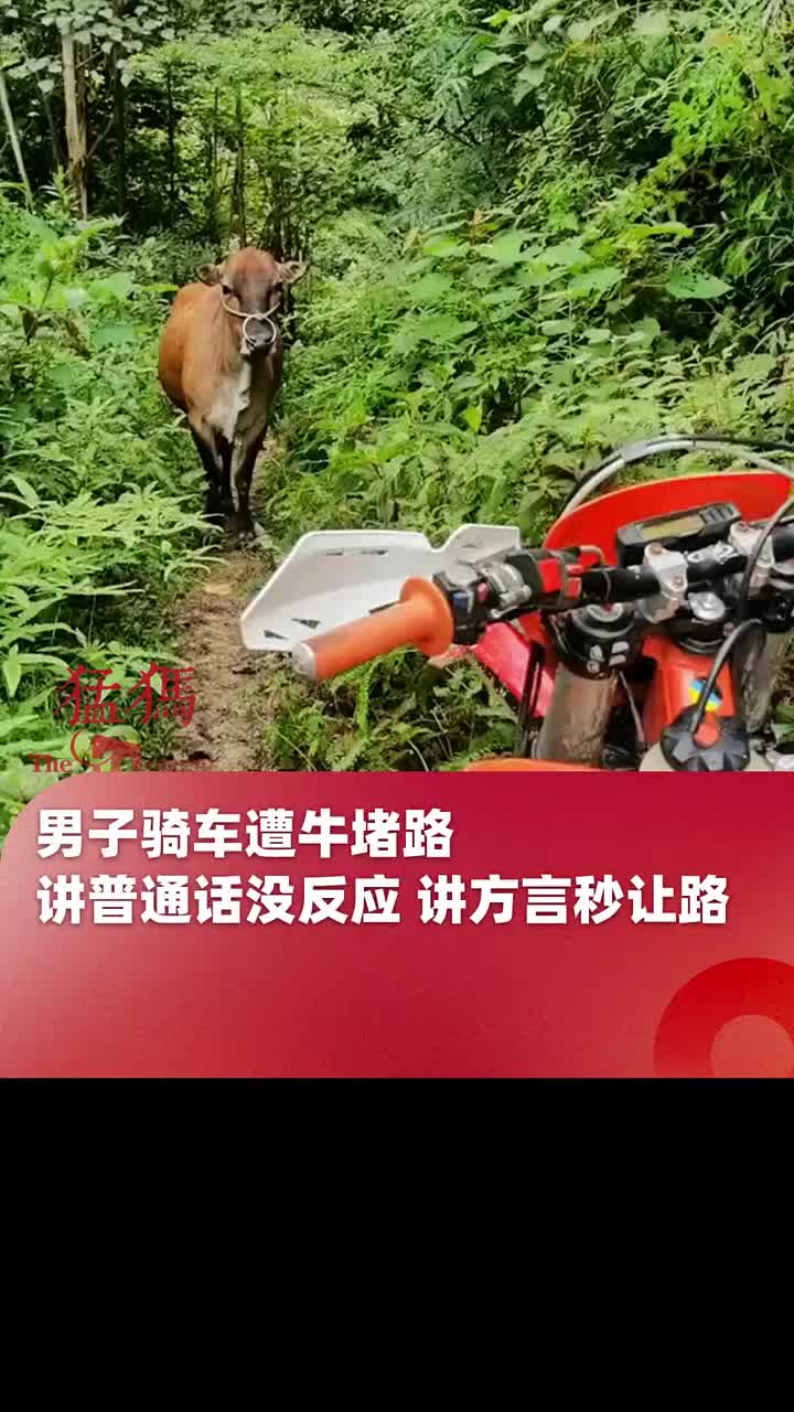 男子骑车遭牛堵路，讲普通话没反应讲方言秒让路