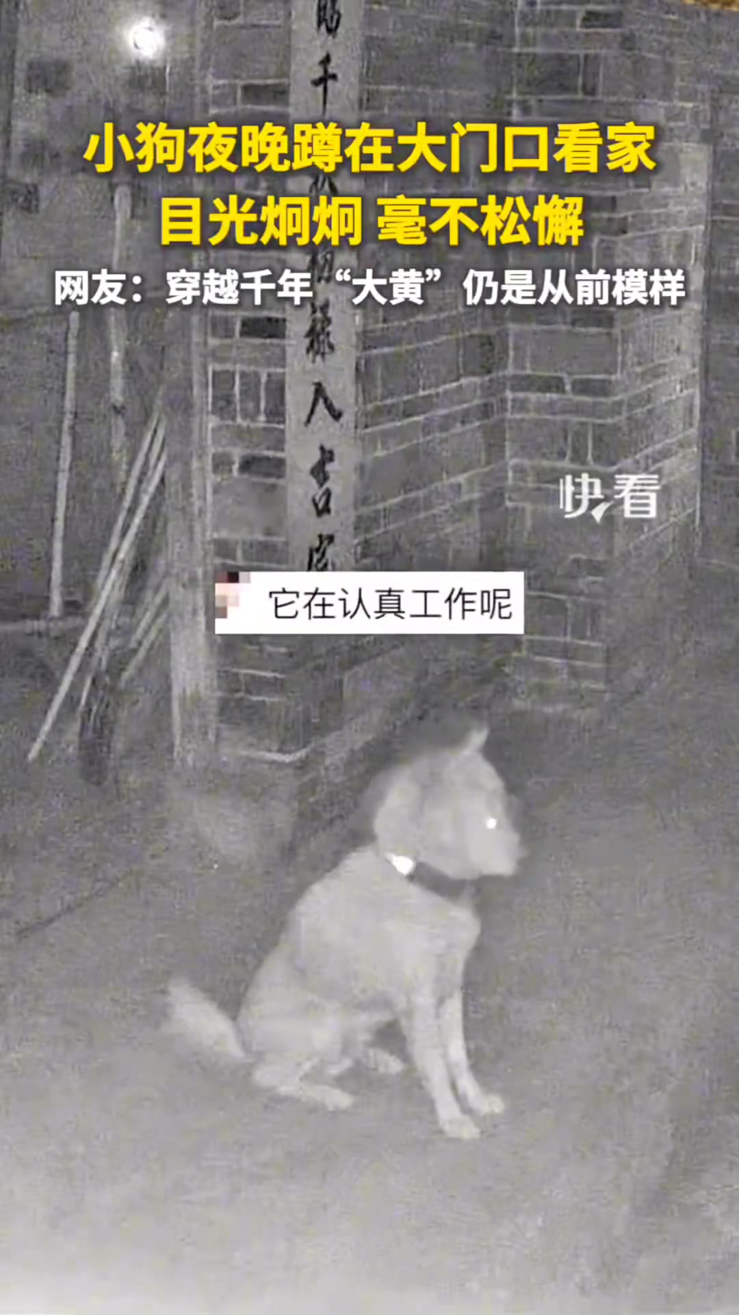 祖宗严选的小狗就是靠谱小狗夜晚看家目光炯炯，毫不松懈