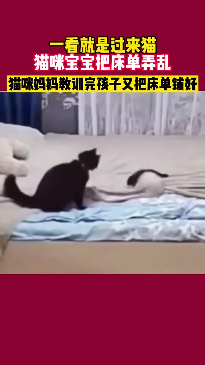 一看就是过来猫