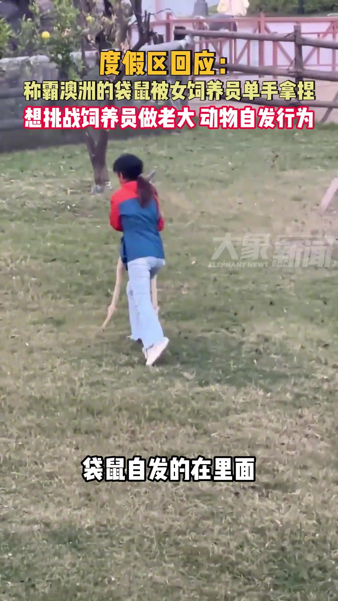度假区回应：称霸澳洲的袋鼠被女饲养员单手拿捏
