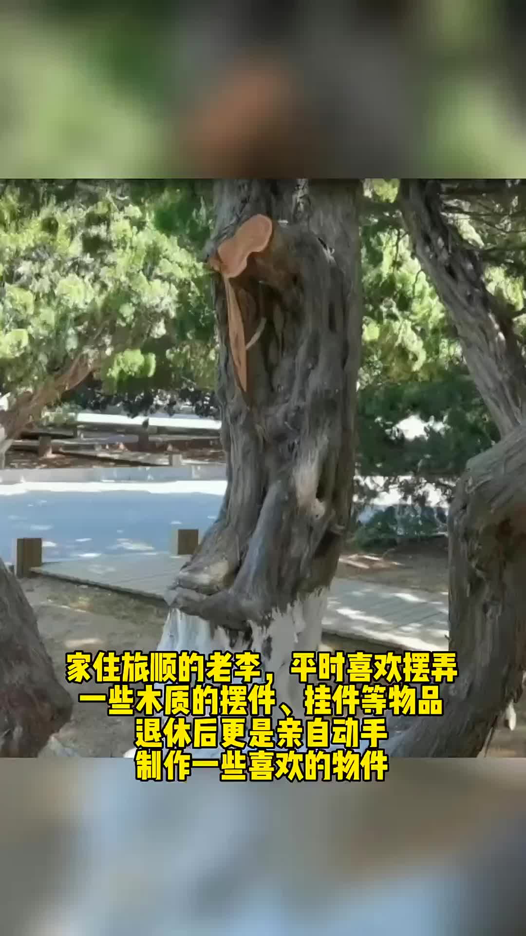 68岁老汉锯掉太阳沟百年龙柏枝干做挂件
