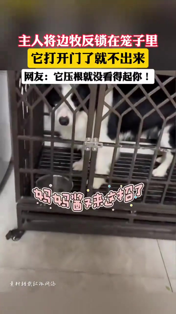 狗是狗，边牧是边牧丨下次别锁了，直接写个条“禁止外出”