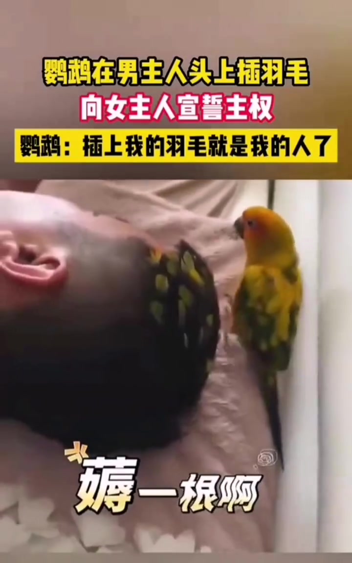 鹦鹉给主人插毛！
