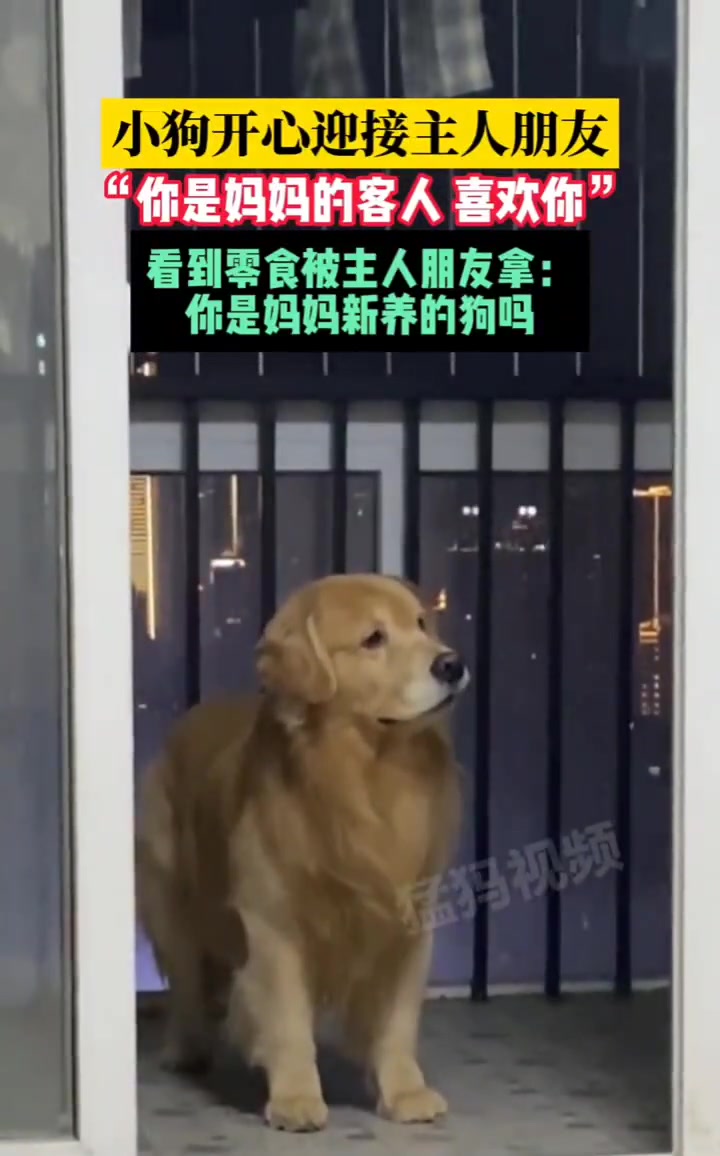 护食的小金毛