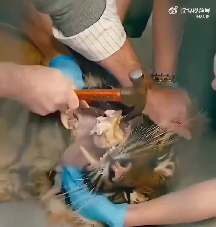 兽医取出卡在老虎牙齿上的骨头，虎口拔牙、虎口夺食也不过如此吧