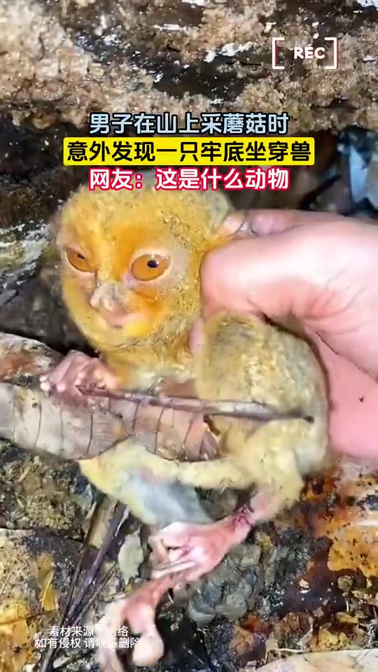 这是什么动物啊一看就是SSR级别的稀有度