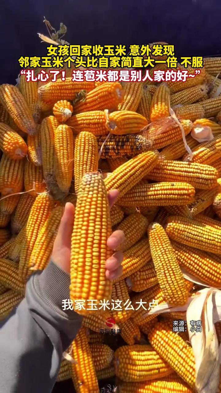 遇到隔壁的玉米比自家大，不服太扎心了