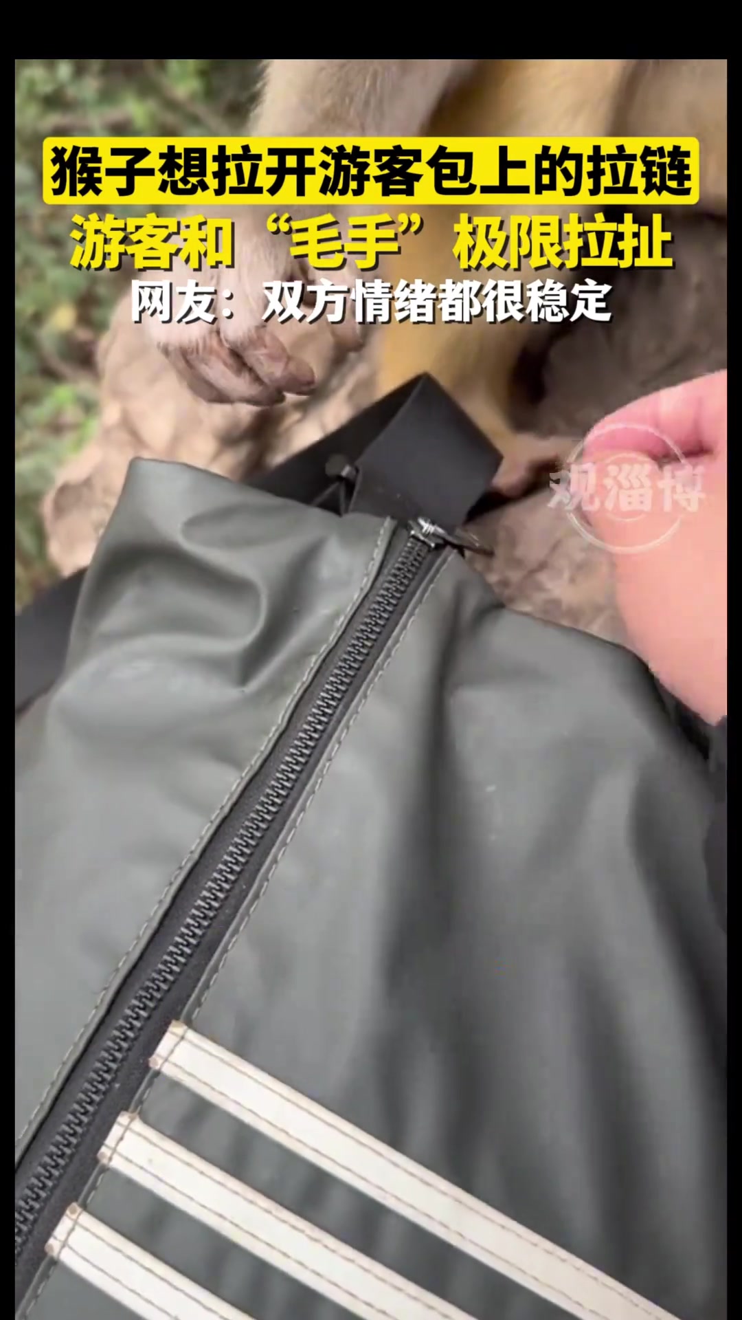猴子想拉开游客包上的拉链，游客和“毛手”极限拉扯