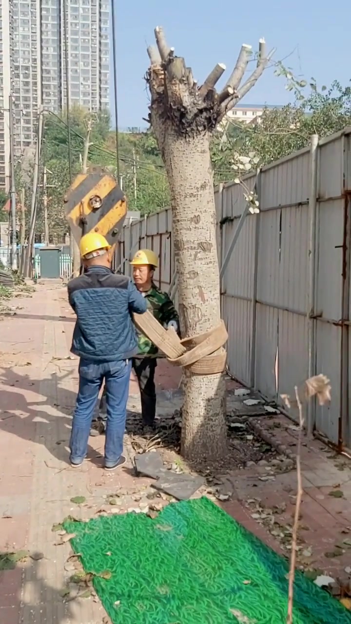 绿化树都没有主根