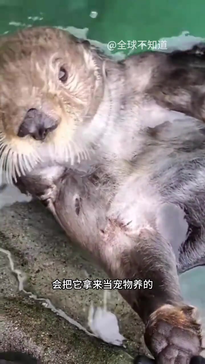 为什么海獭很少被当宠物养