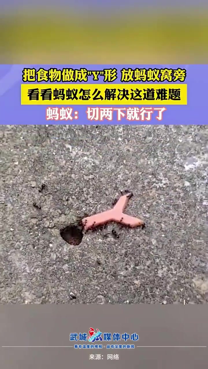 比狗聪明！看蚂蚁怎么解决这道难题！