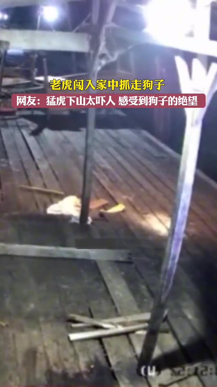 猛虎下山太吓人感受到了狗子的绝望