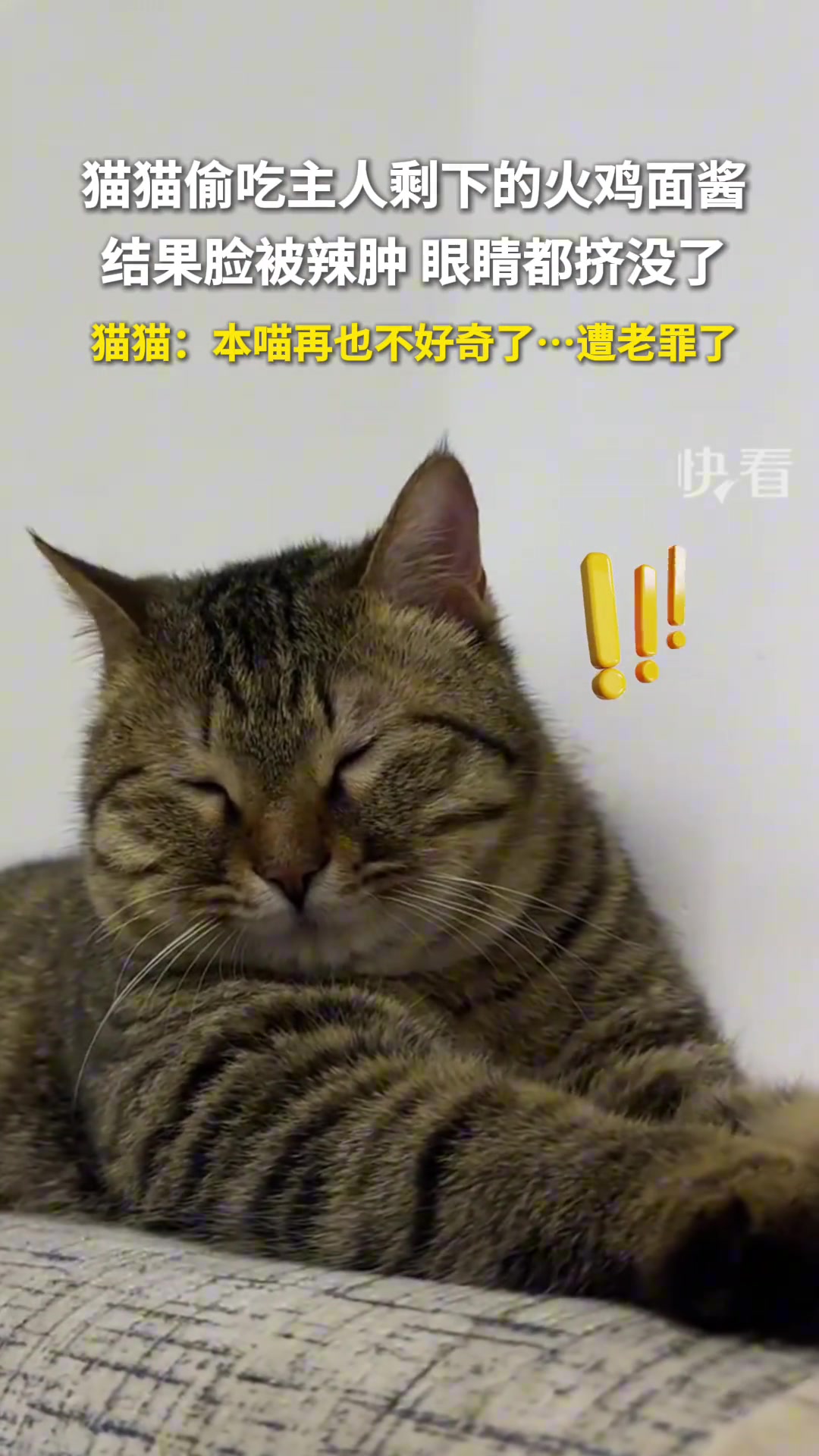 猫猫偷吃主人剩下的火鸡面酱，结果脸被辣肿，眼睛都挤没了