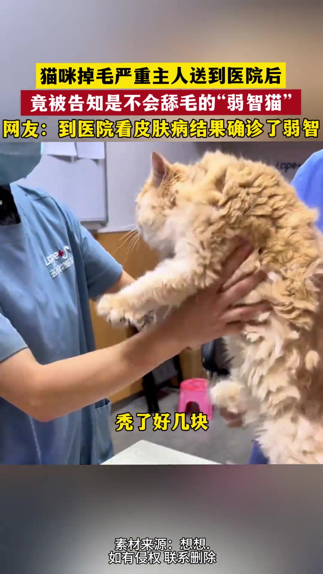 猫咪掉毛严重主人送到医院后，竟被告知是不会舔毛的“弱智猫