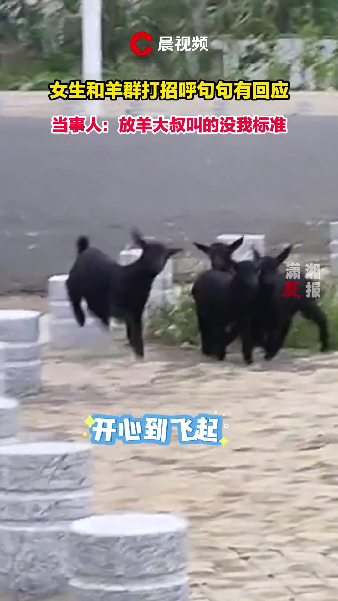 女生和羊群打招呼句句有回应：放羊大叔叫的没我标准