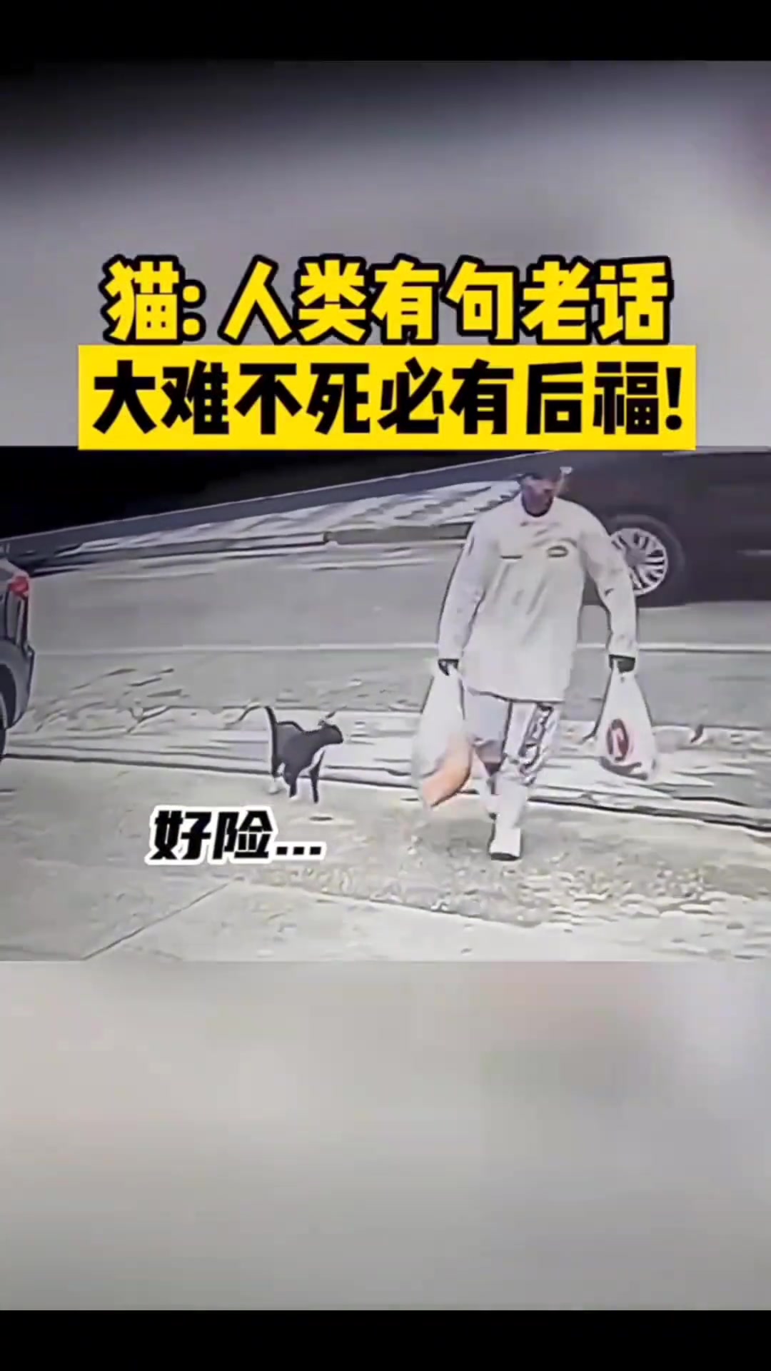 猫：人类有句老话大难不死必有后福