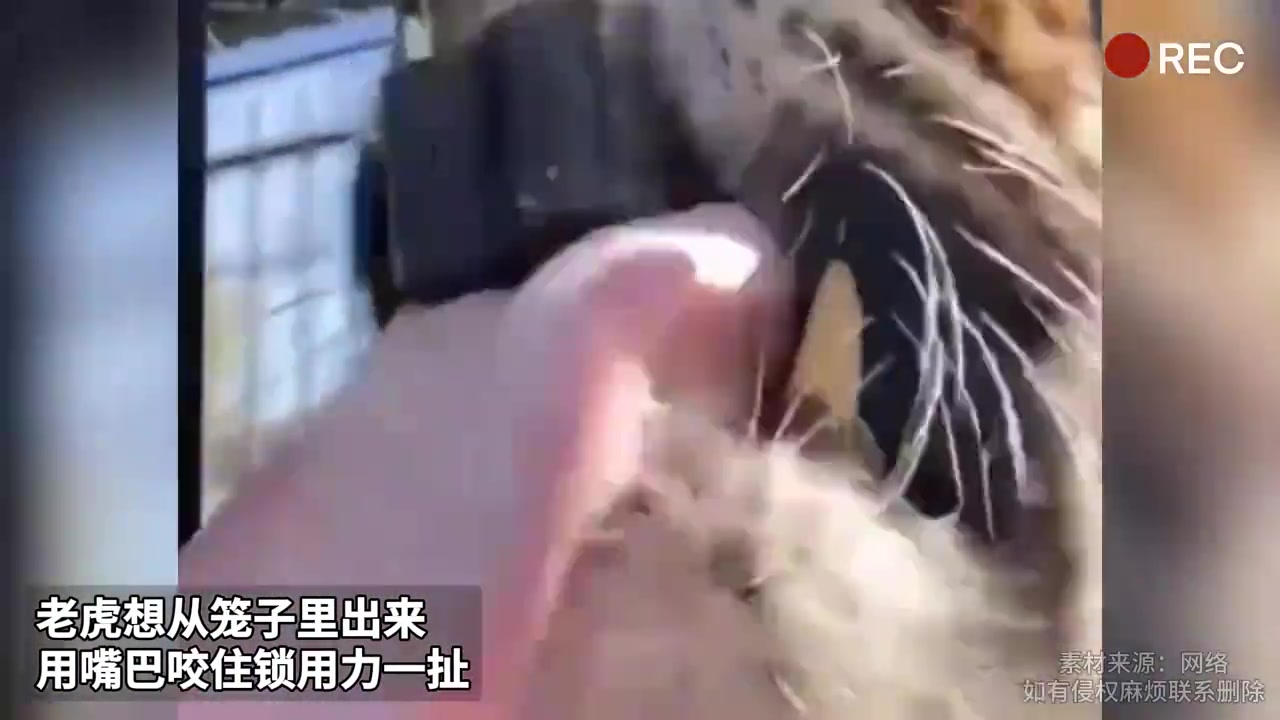 现在知道老虎钳这个名字是怎么来的吧