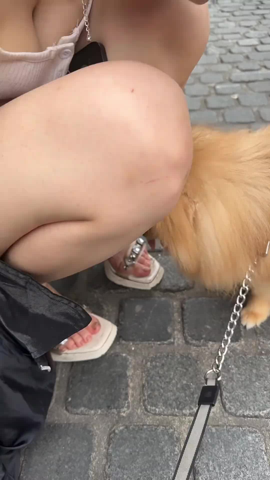 看了好几遍也不知道这只狗是什么品种的