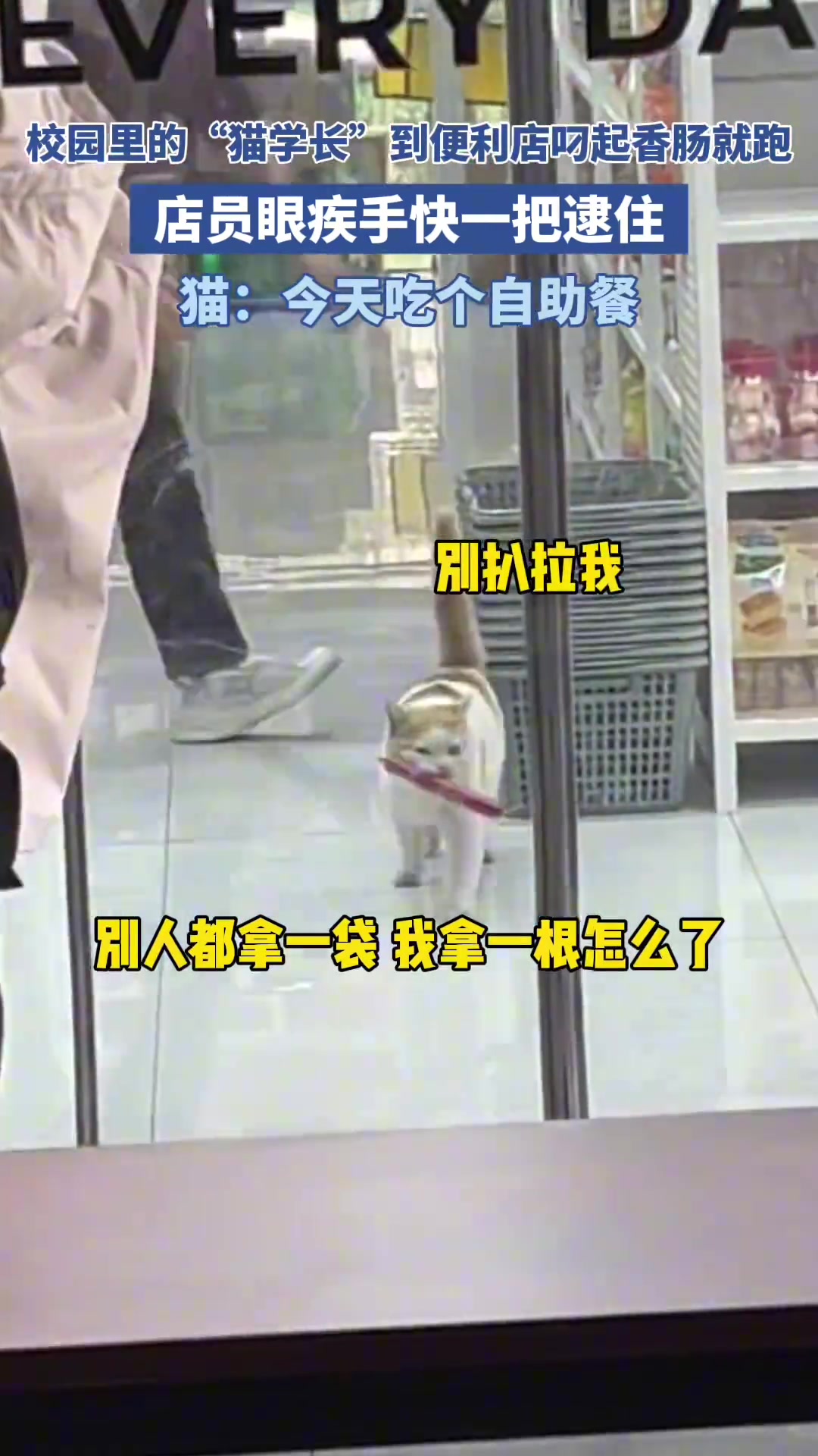 校园内猫学长到便利店叼起香肠就跑
