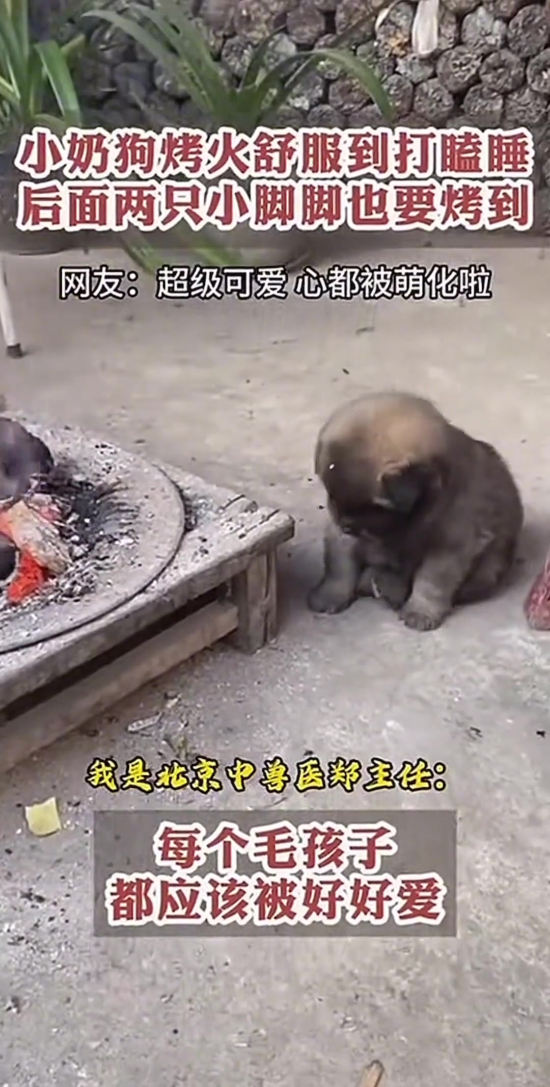 小狗一看就知道非常乖