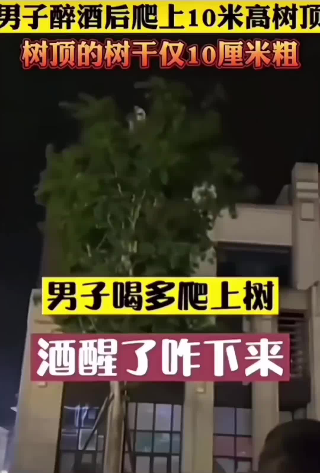 男子醉酒后爬上十米高树顶，快醒酒了下不来了！哈哈哈