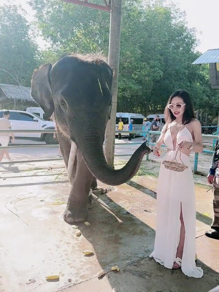 大象的鼻子应该很灵吧！