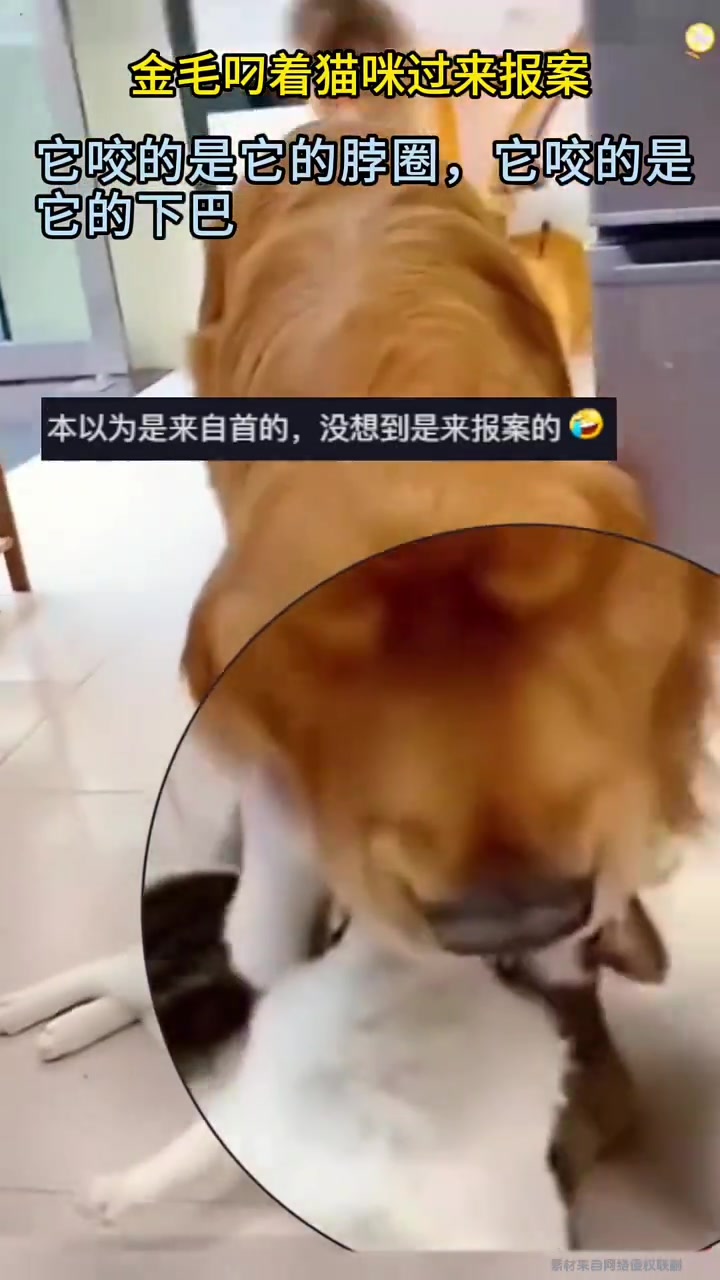 金毛叼着猫咪来报案
