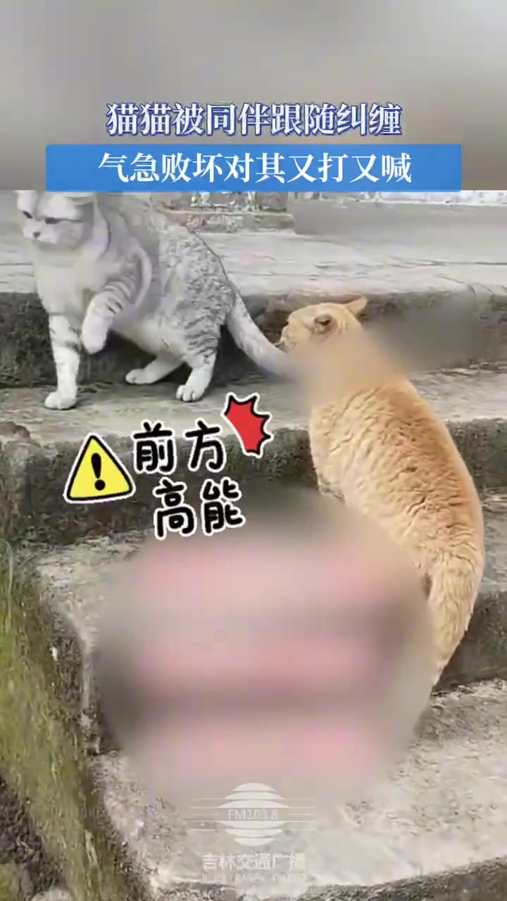 猫咪被同伴跟随纠缠，气急败坏