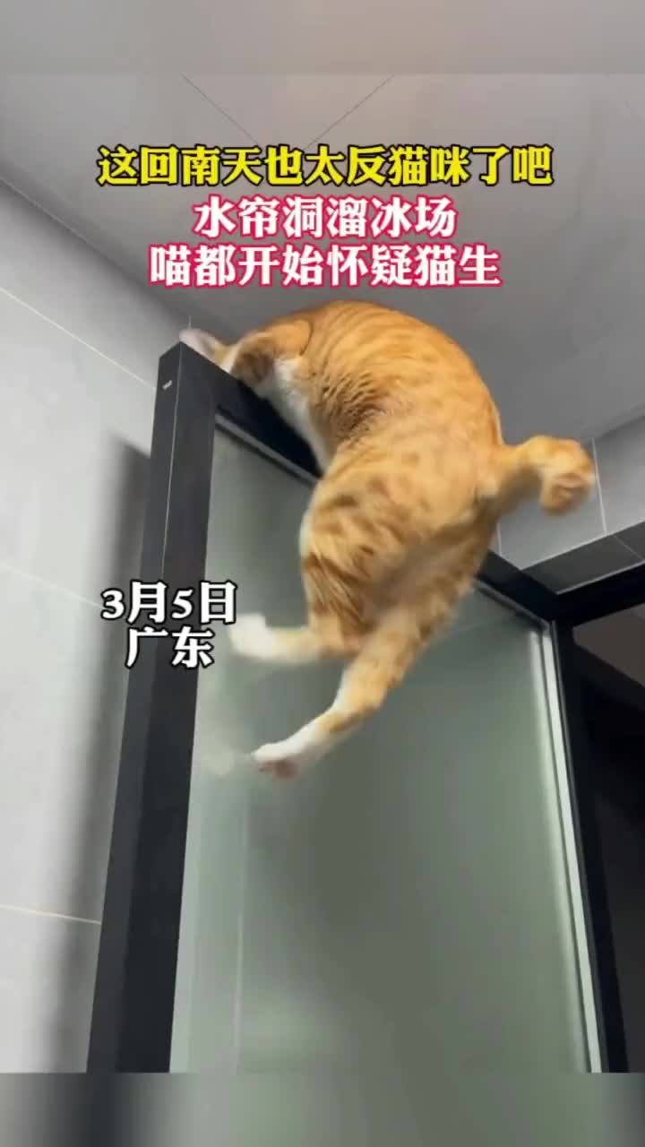 回南天中的猫咪走路都走不稳了开始怀疑猫生