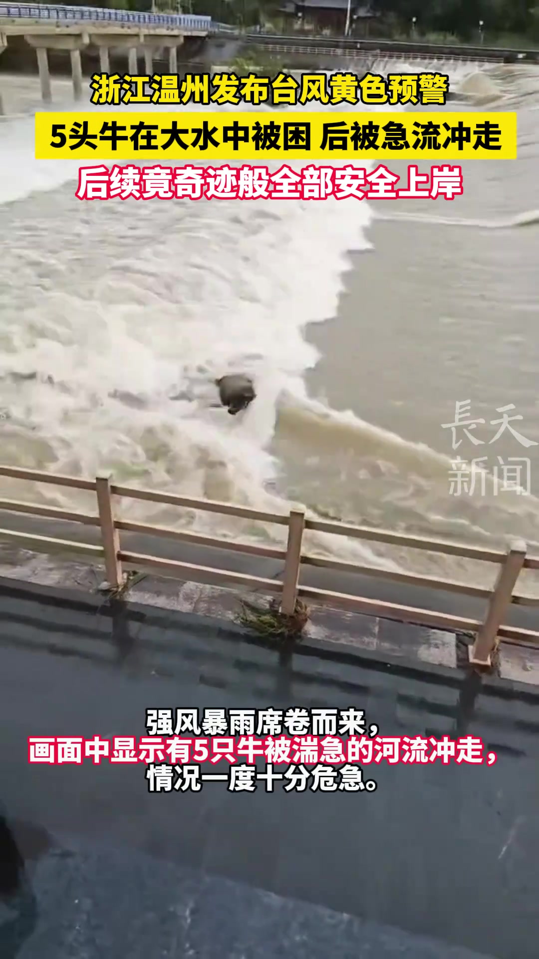 5头牛在水中被困后被急流冲走