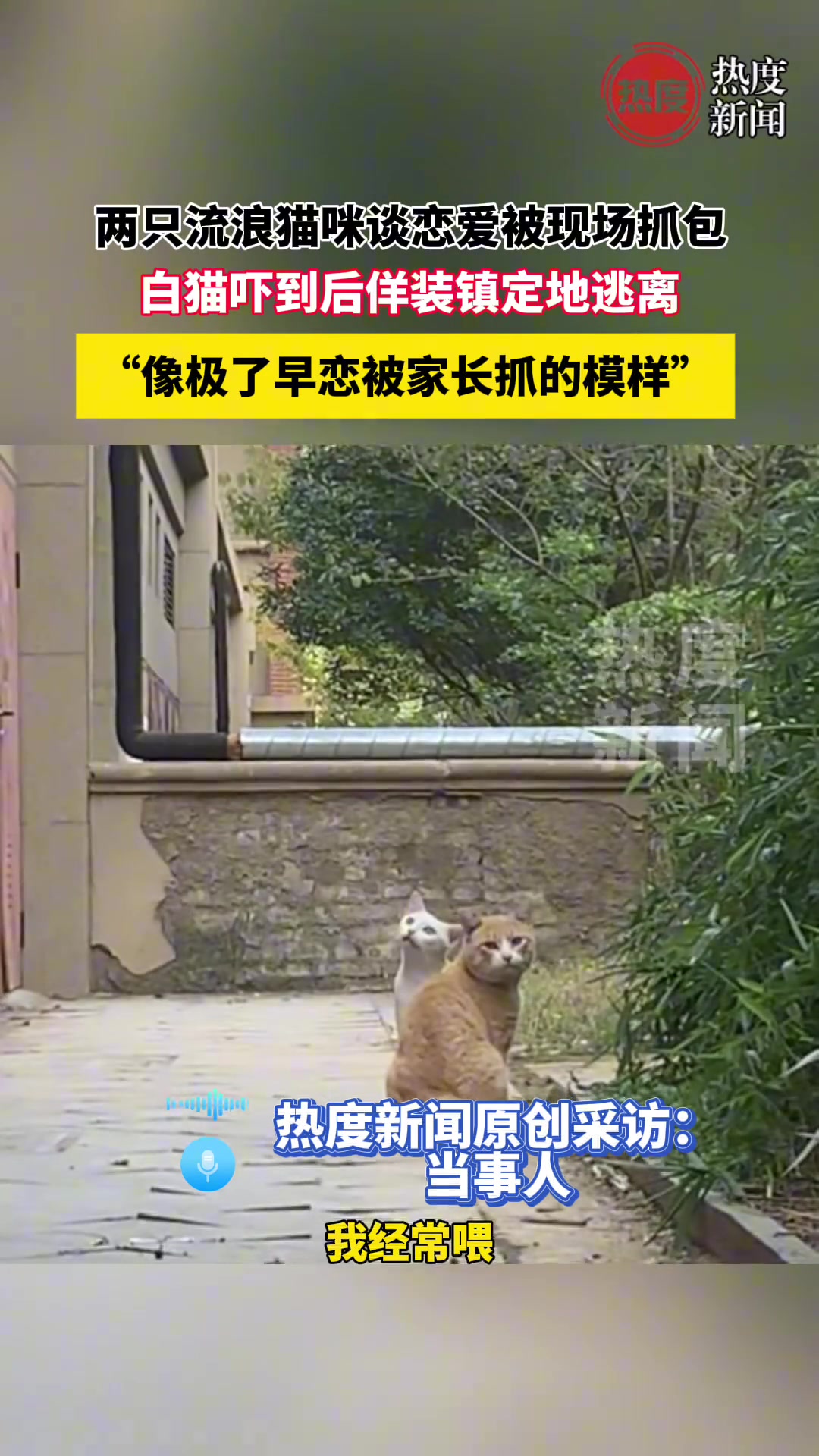 两只流浪猫谈恋爱被现场抓包