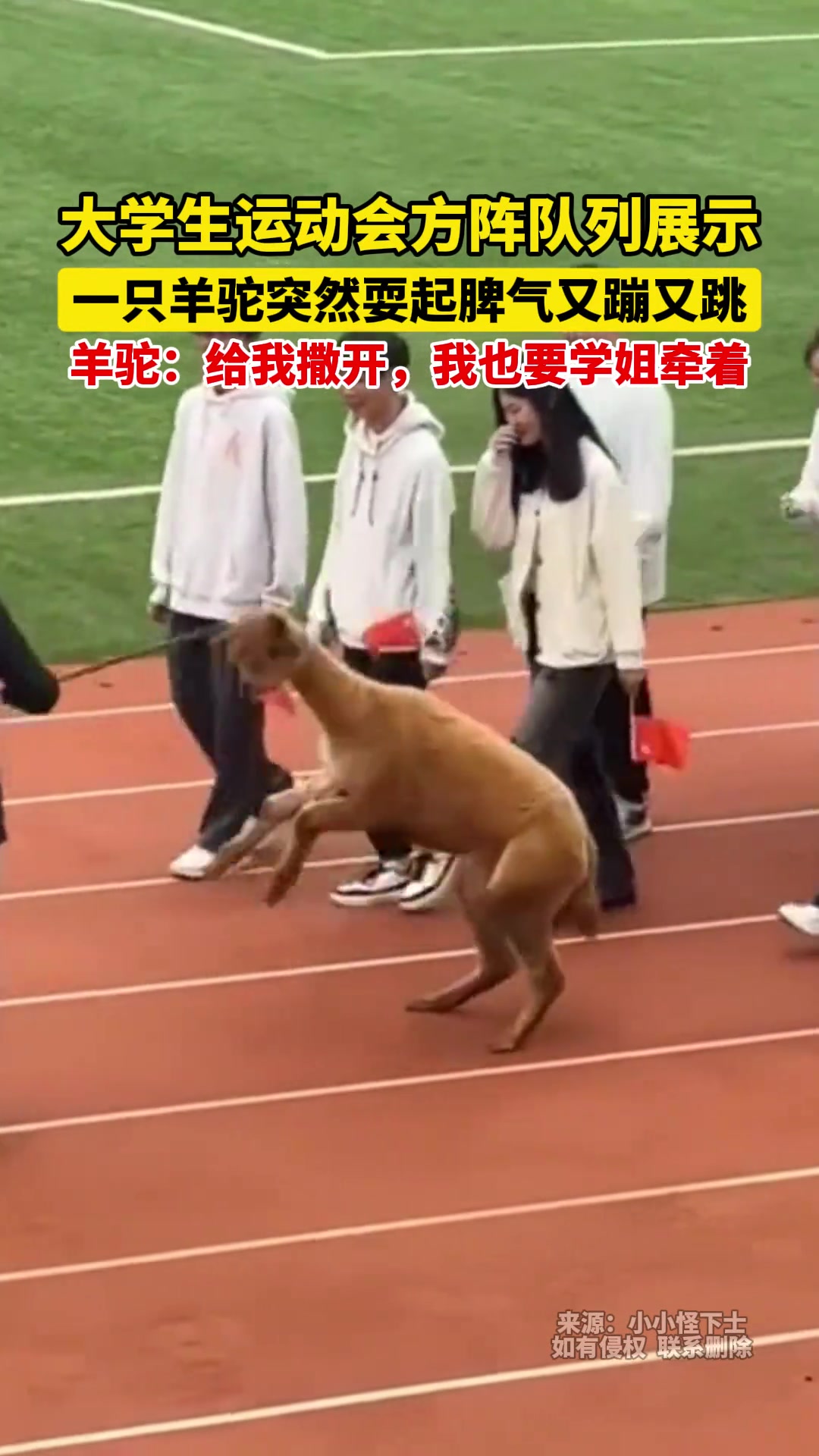 大学生运动会方阵展示，一只羊驼突然耍起脾气又蹦又跳