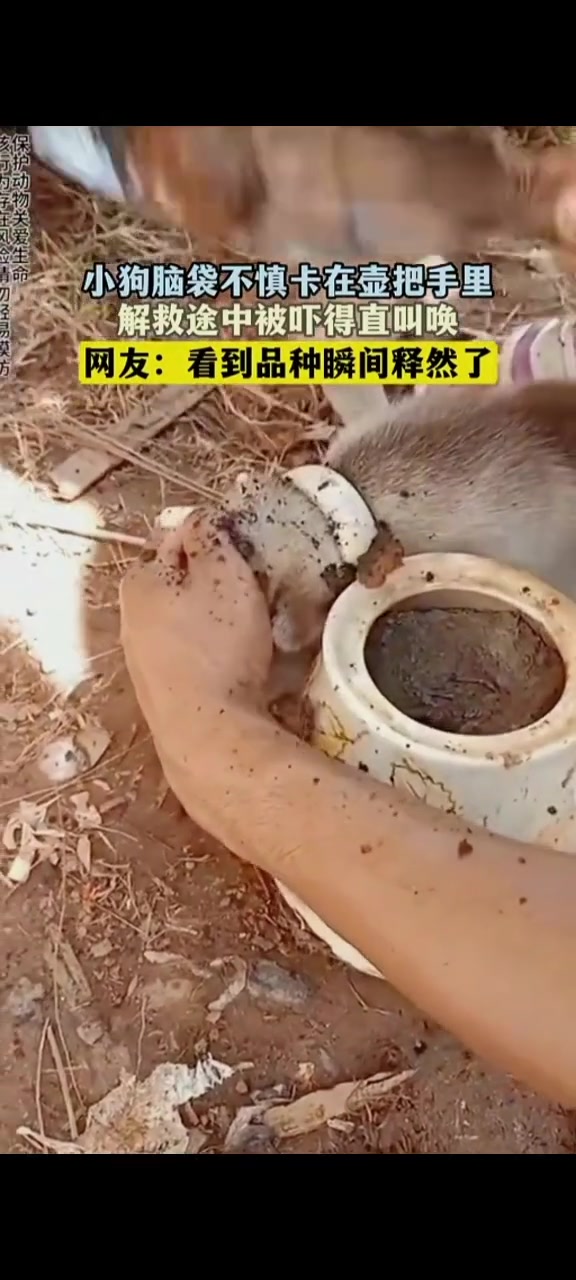 小狗不慎把头卡在壶手把里