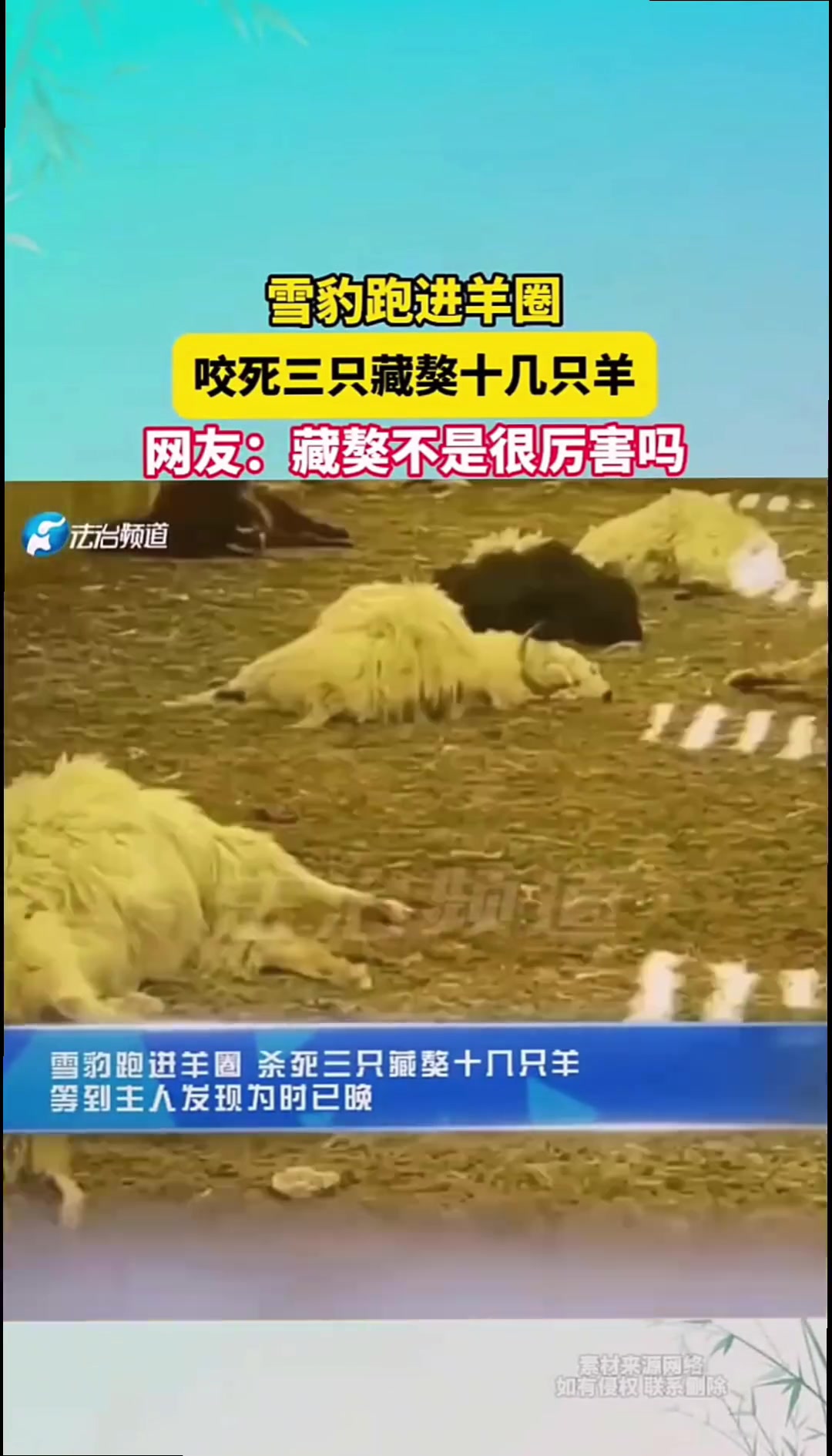 雪豹跑进羊圈，咬死3只藏獒十几只羊