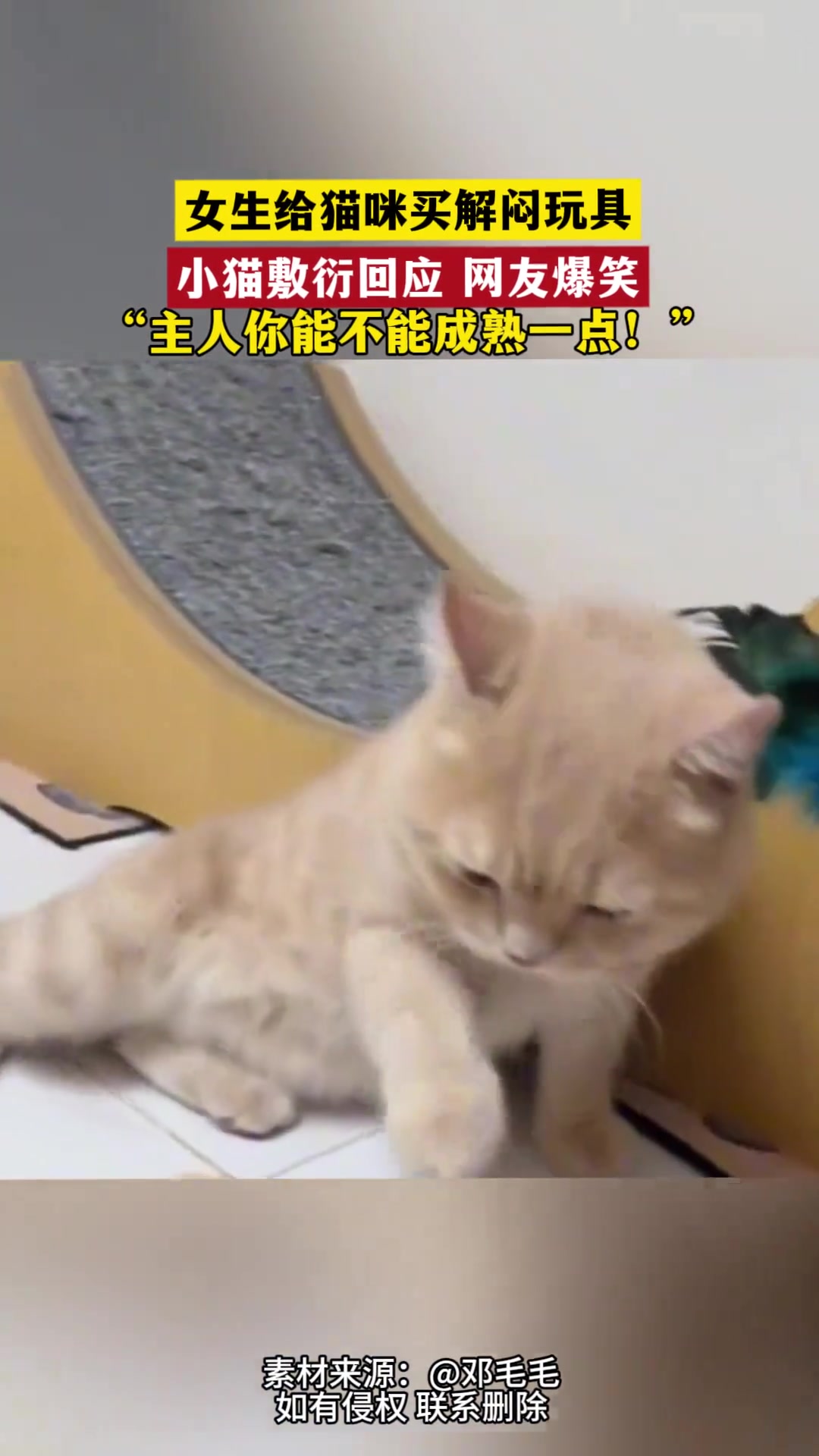 主人给猫咪买解闷玩具，小猫咪敷衍回应