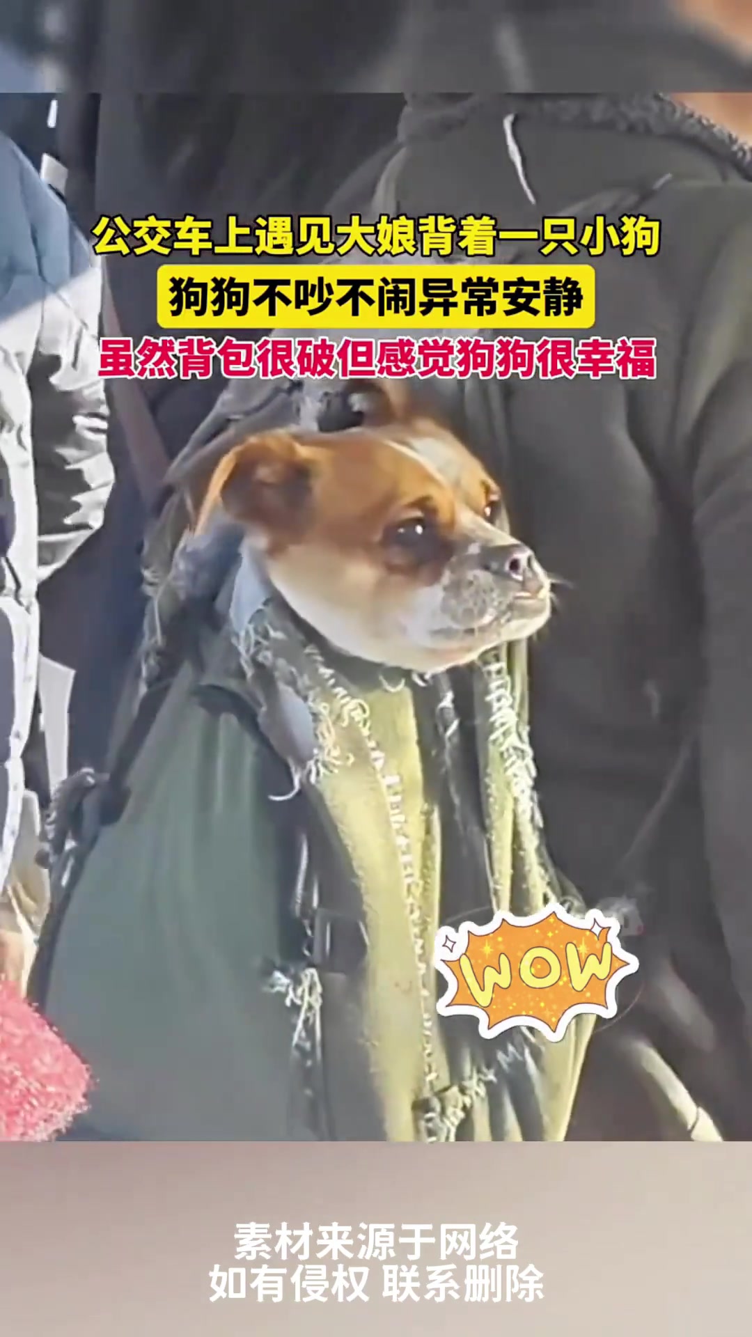 公交车上遇见大娘背着小狗，小狗不吵不闹异常安静