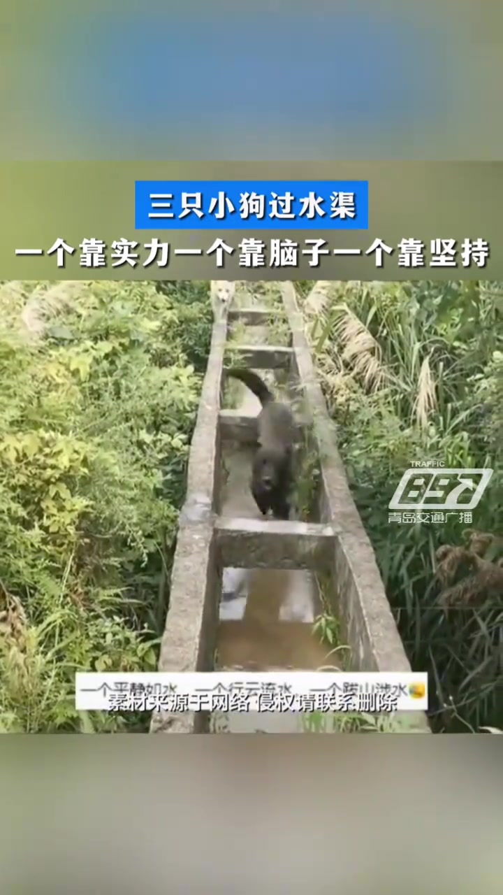 三个小狗过水渠一个靠实力一个靠脑子一个靠坚持