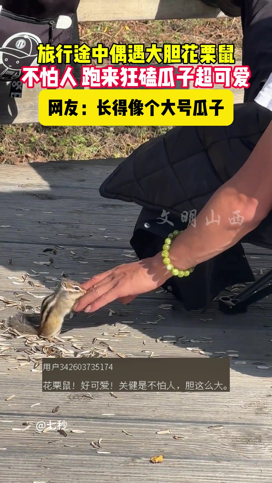 旅游途中遇大胆花栗鼠，不怕人跑来狂嗑瓜子