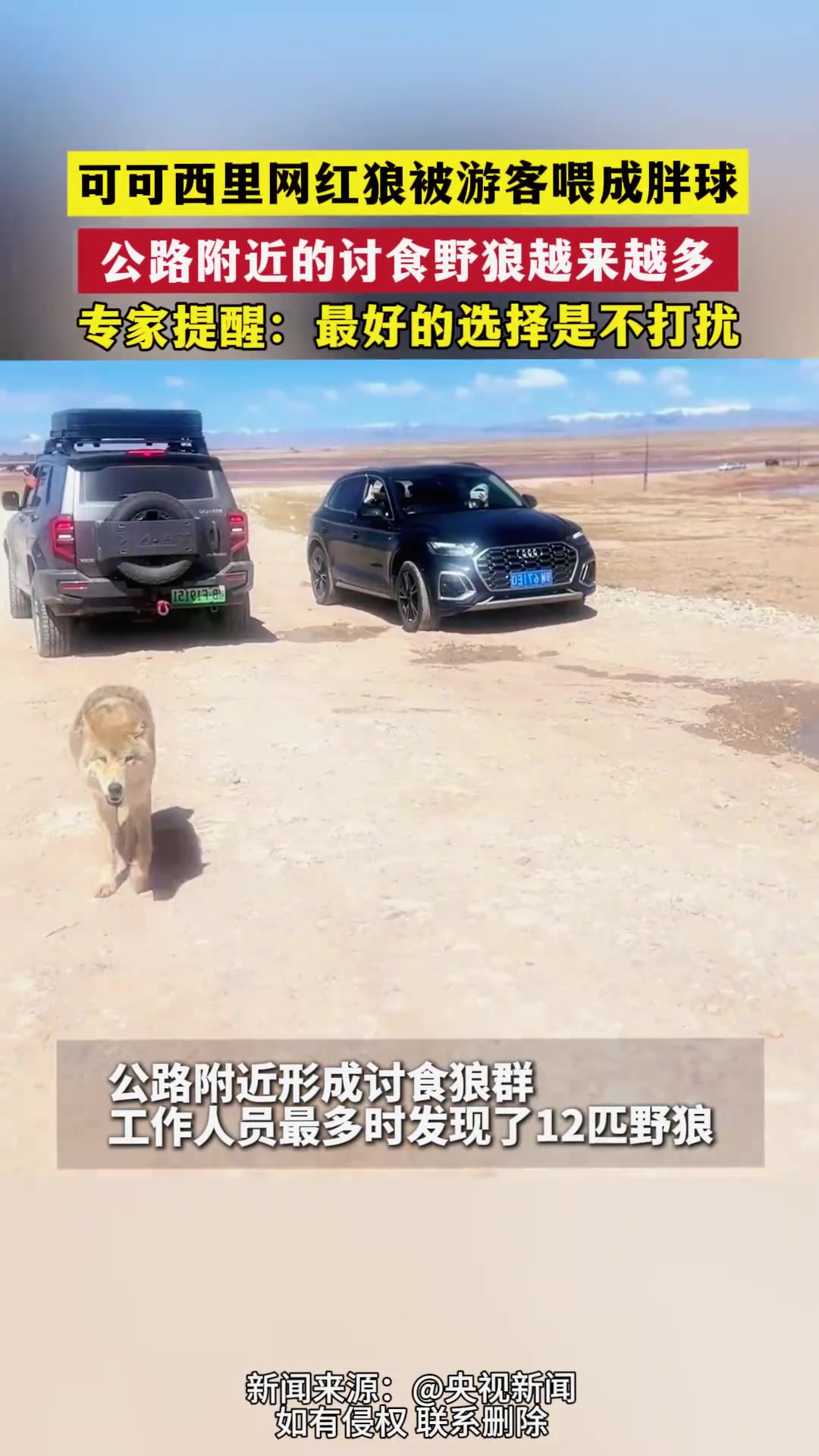 可可西里网红狼被游客喂成胖球