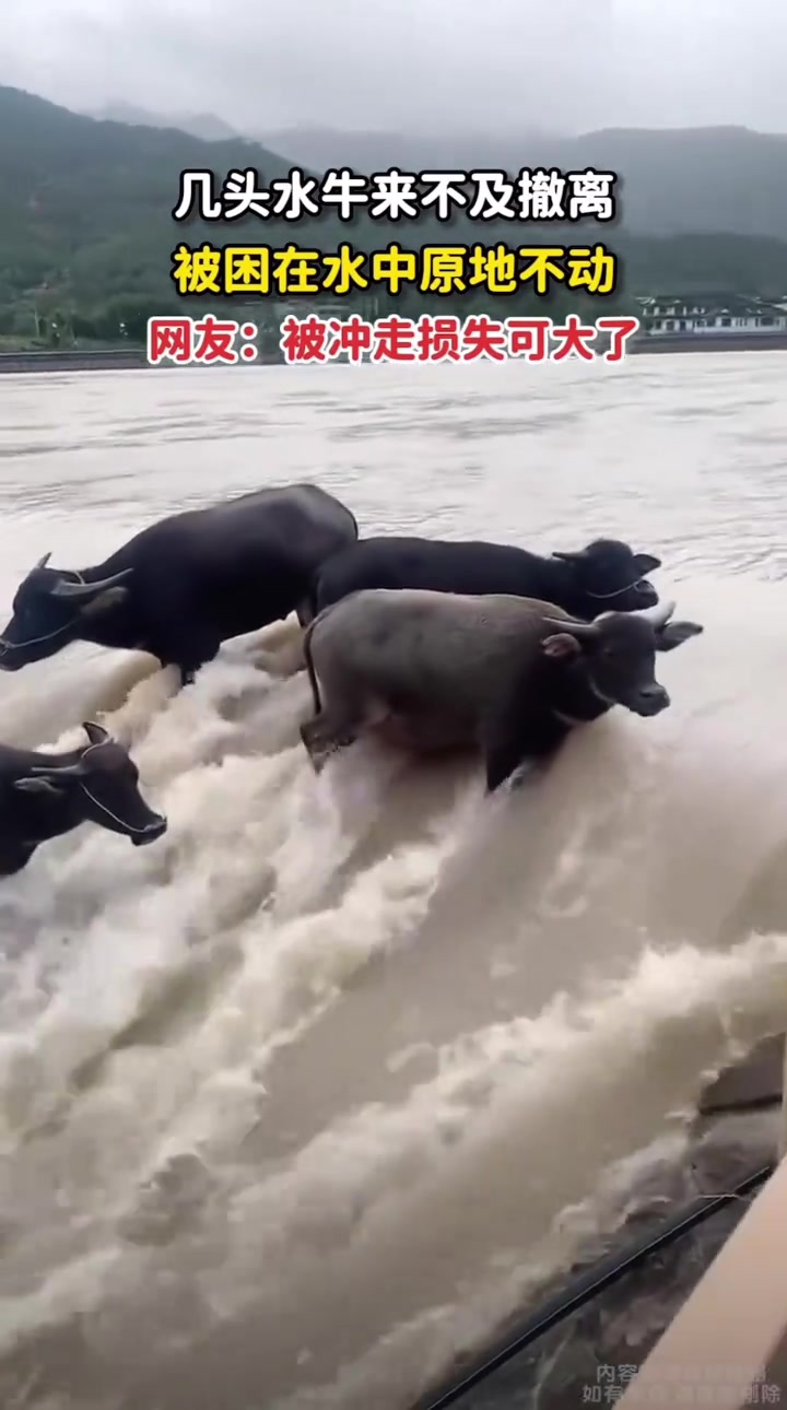 几头水牛来不及撤离，被困在水中原地不动