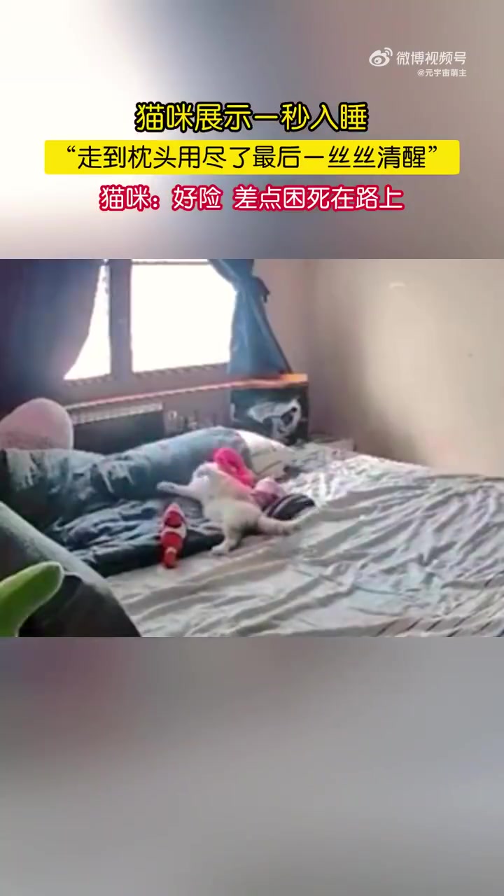 猫咪：只要能到达那个地方！