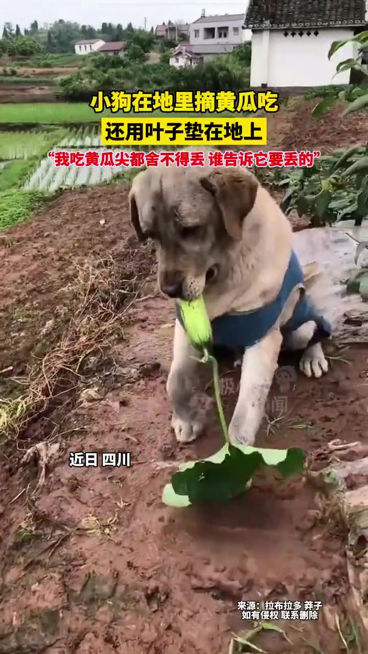 小狗在地里摘黄瓜吃，还用叶子垫在地上