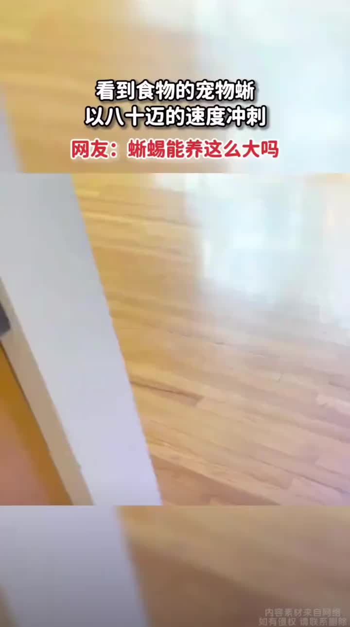 看到食物的蜥蜴跑的飞快